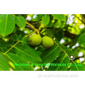 Najlepsza usługa Walnut jąder Światło